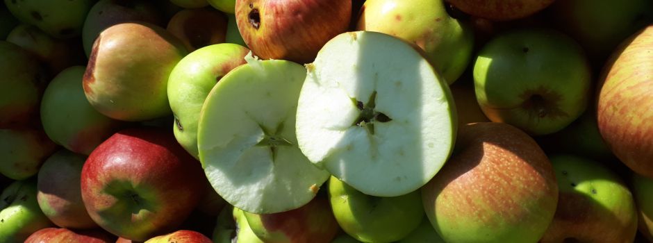 Apfelernte 2024