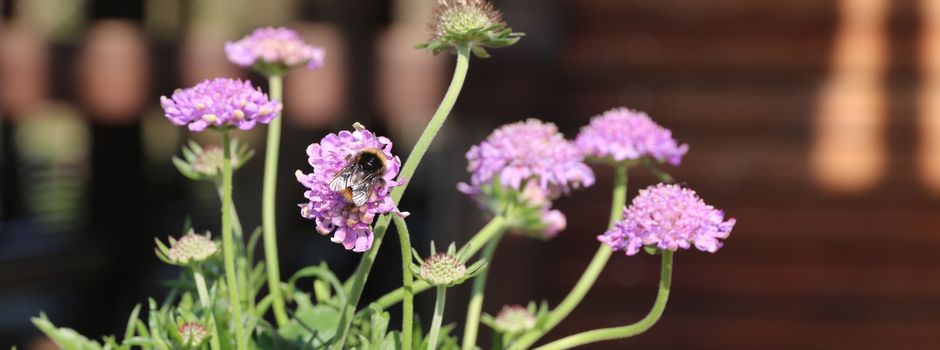 Wenn die Hummel mitentscheidet