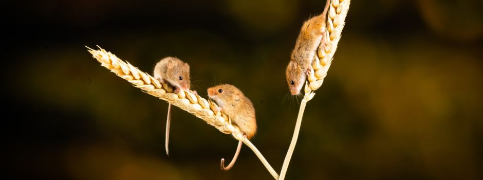 Augsburg: Große Demo gegen neu geplantes Tierversuchslabor