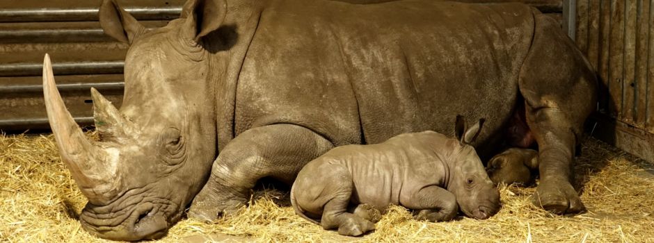Matamba – ein „Geschenk“ mit Gewicht