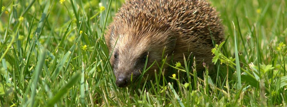 Igelhilfe - Auffangstation
