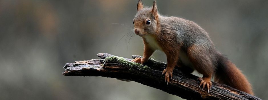Feuerwehr Nieder-Olm rettet verletztes Eichhörnchen