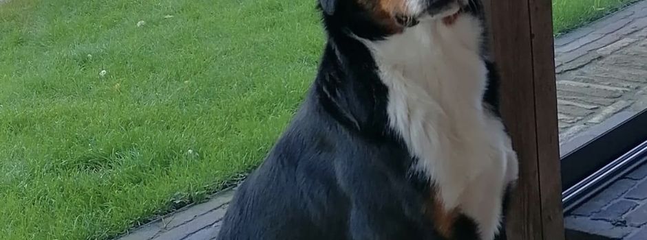 Hund entlaufen 
