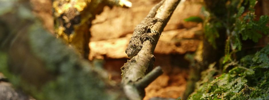 Wo sind die Geckos? Suche im Neuwieder Zoo