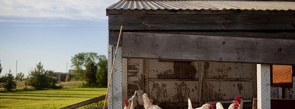Ausbruch der Vogelgrippe bestätigt: Kreisverwaltung ordnet Stallpflicht für Geflügel an