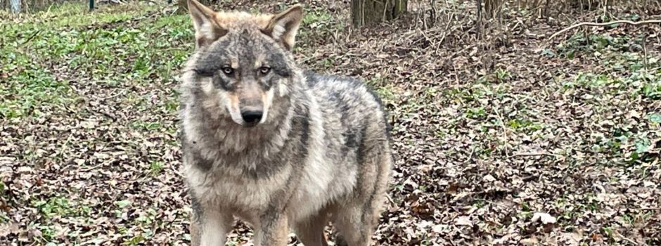 Es gibt wieder Wölfe in Worms