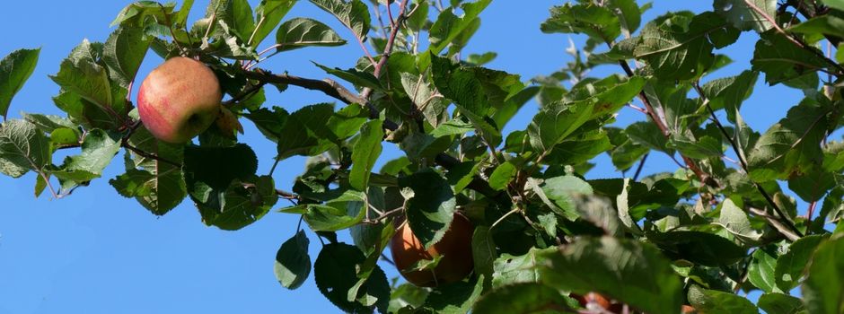 Alles rund um die rote Frucht: Idenheim feiert das Apfelfest