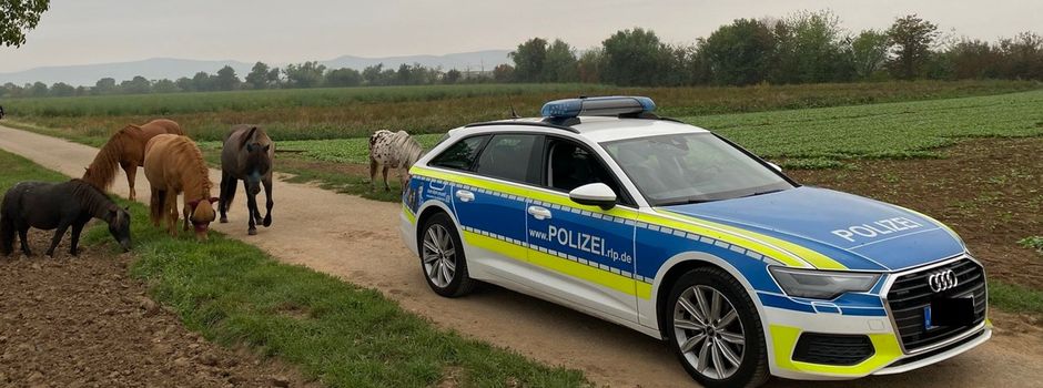 Pferde laufen auf Holiday-Park-Straße bei Haßloch – im Berufsverkehr