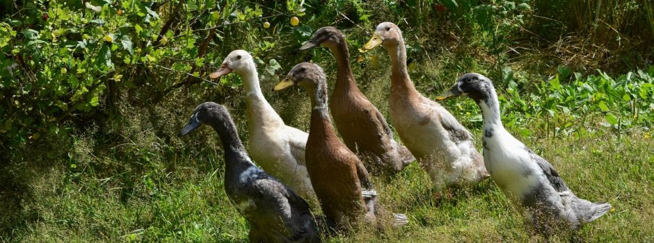Tag der offenen Tür bei Glückstier e.V.