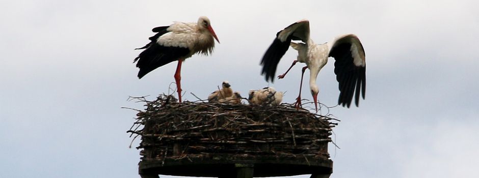 Sparkasse Koblenz fördert weiter wichtige Naturschutzprojekte