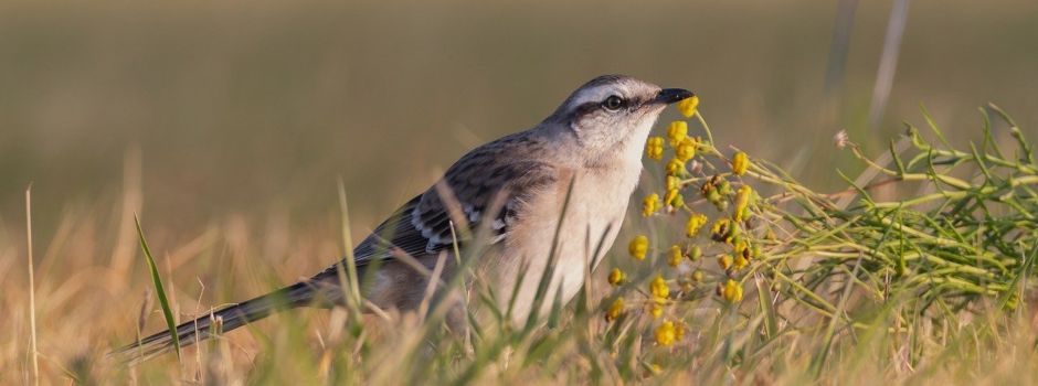 Ornithologen am Erdbeerhof Engels in Rheidt
