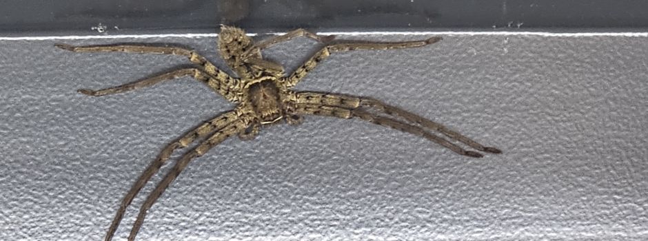 Riesige Spinne krabbelt durch Wiesbadener Supermarkt