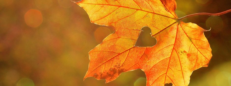 „In den Blumen der Herbst“ – Lyrik und Klavierimprovisationen bei „Kultur um 8“ in Nierstein
