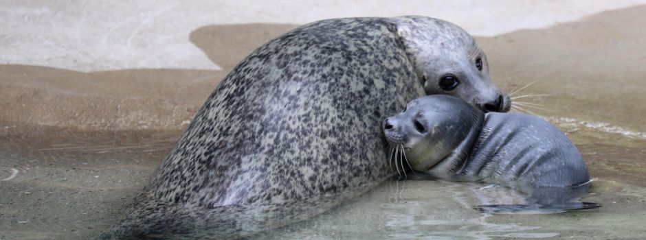 Wasserschäden und Frühlingsgefühle: Das war der Juni 2024 im Zoo Augsburg