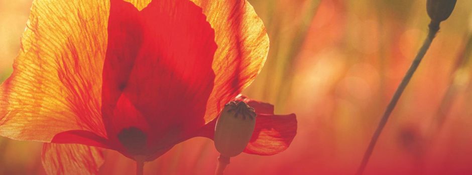 Bischheimer Kerwe 2024