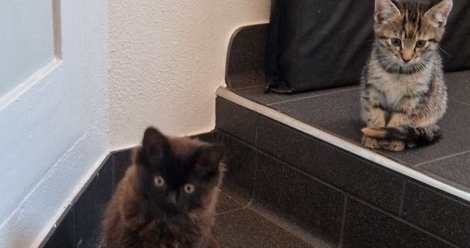 Jungkatzen ausgesetzt