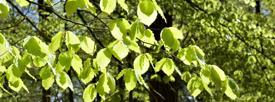 Frisches Grün im Buchenwald