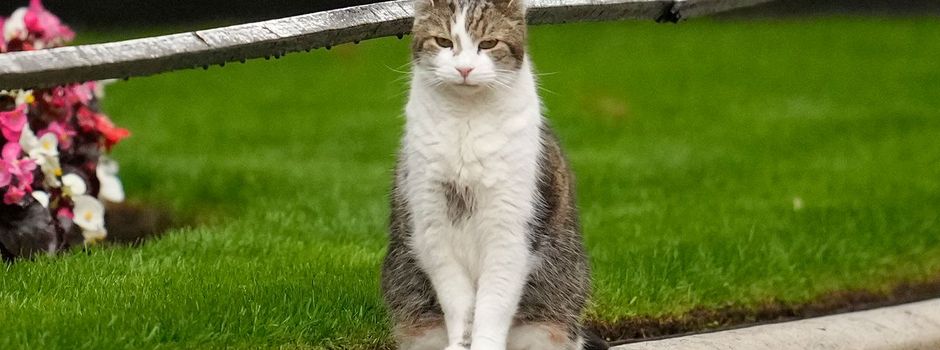 Ein Bewohner trotzt dem Wechsel in der Downing Street