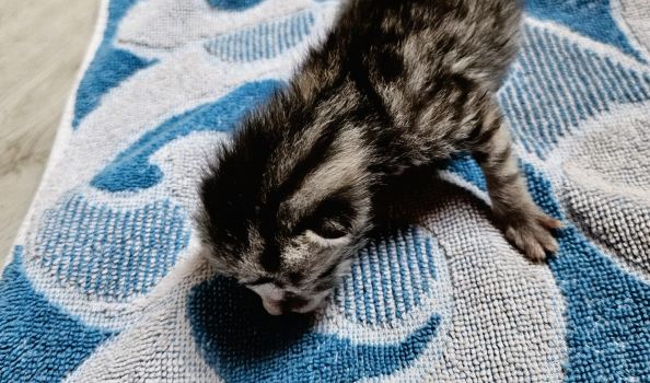 Schreie aus Schuhkarton: Baby-Katze bei Lörzweiler ausgesetzt