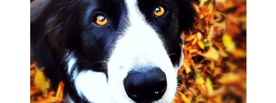 Ihr habt gewählt: Das sind Niederkassels tollsten Hunde 2022