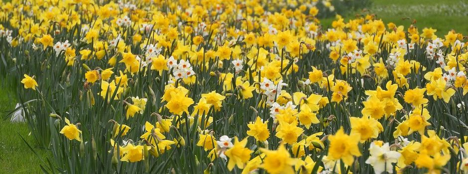 Pflanzaktion: Deine Hilfe wird gebraucht!