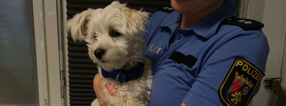 Weißer Terrier in Bodenheim zugelaufen: Wer vermisst seinen Hund?