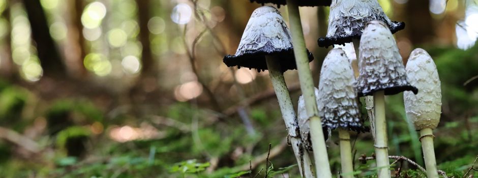 Pilze unseres Waldes - Lehrwanderung