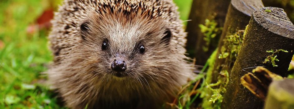 Nehmt Rücksicht auf unsere Igel