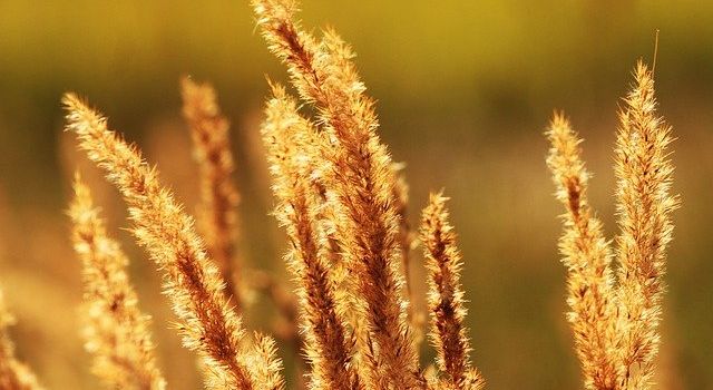 Events für ein wundervolles letztes August-Wochenende in Augsburg