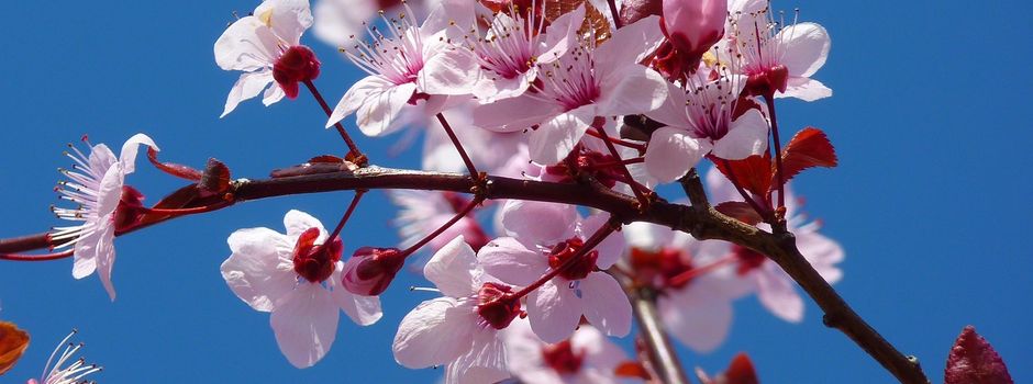 Baumpflegeaktion des Obst- und Gartenbauvereins e. V. der in 2023 für Neugeborene gepflanzten Bäume