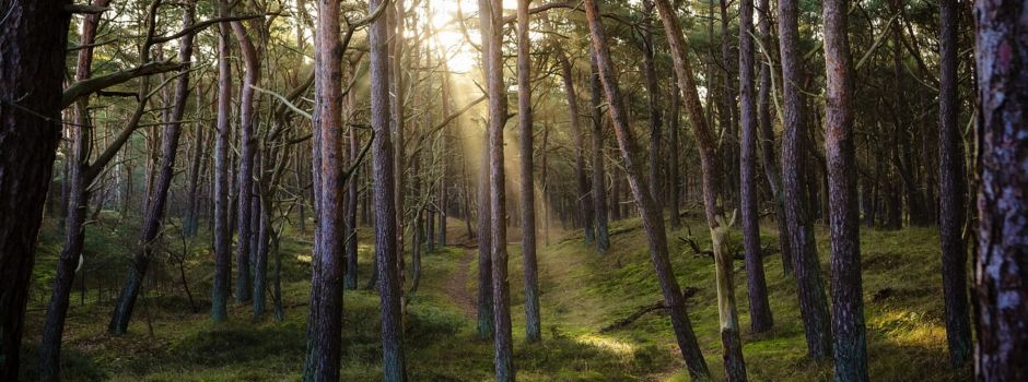 Sammeln für das Martinsfeuer