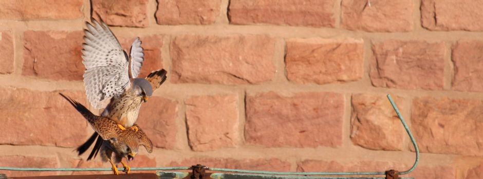 Turmfalken-Nachwuchs im Anflug?