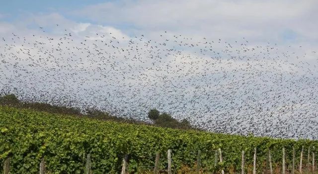 Mutwillige Beschädigung von Schussapparaten in den Weinbergen
