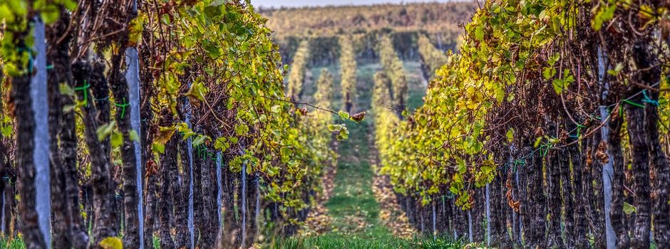 Dreiste Diebe: Komplette Weinberge in Gundheim vor der Lese leergeräumt