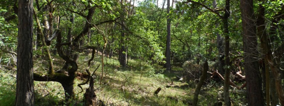800 Bäume im Lennebergwald gefällt