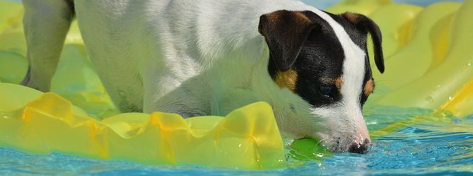Von Hundebaden bis Warehouse Rave: Das sind unsere Tipps für das Wochenende in Augsburg