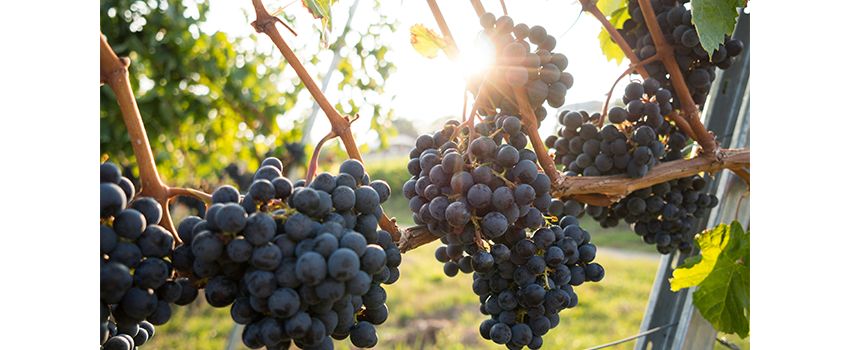Herbstgenuss pur: Weingut Guntrum lädt zum traditionellen Fest