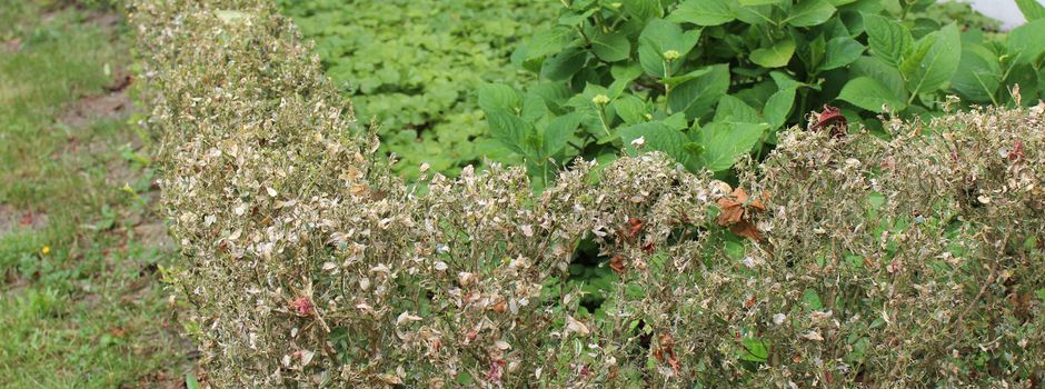 Buchsbäume und andere Abfälle: Gemeindewerke Herzebrock-Clarholz geben Tipps zur Entsorgung über die Biotonne