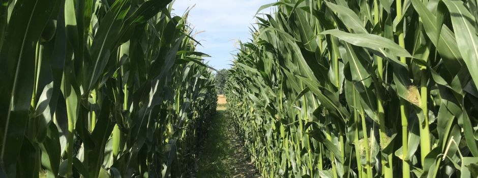 Wer suchet, der findet - den Ausgang