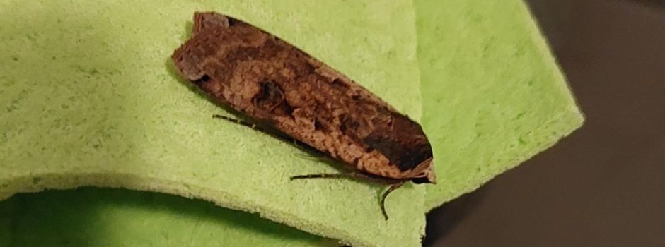 Nachtfalter in der Wohnung: Warum sind es in diesem Jahr so viele?