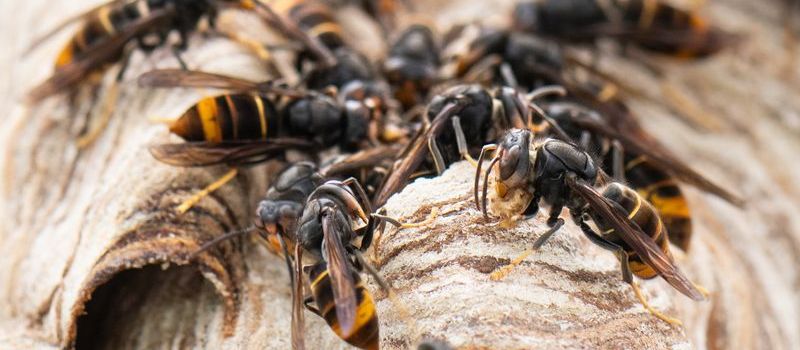 Asiatische Hornisse breitet sich in ganz Rheinland-Pfalz aus – auch in Koblenz?