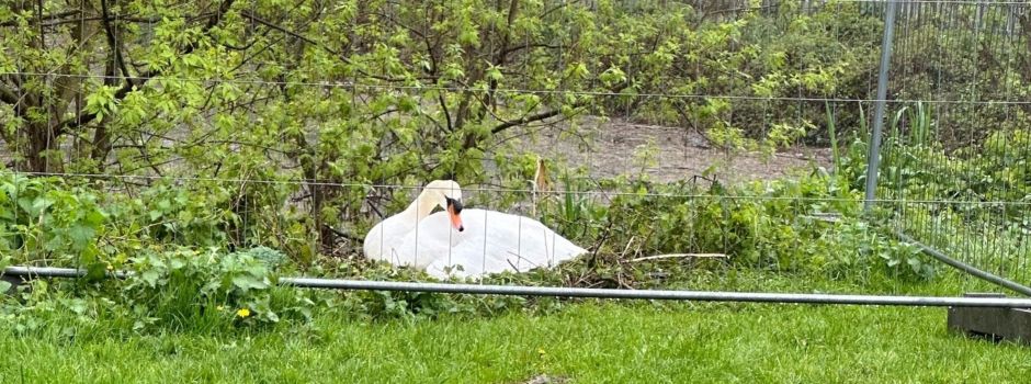 Brütendes Schwanenpaar in der Rheidter Laach