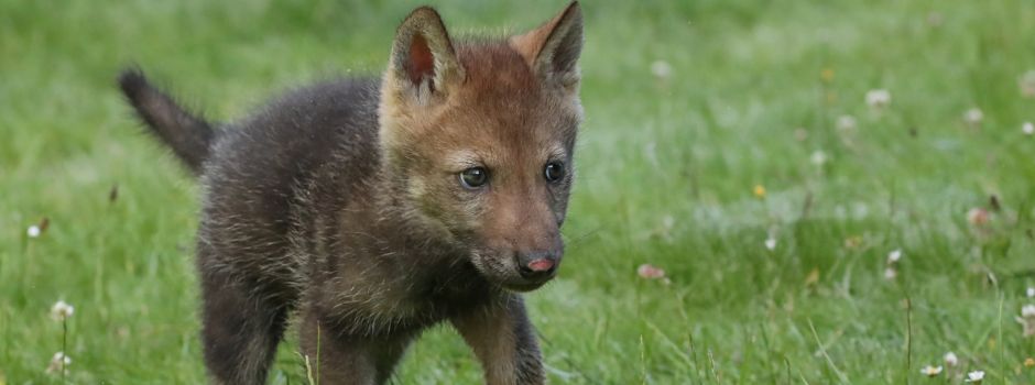 Tanja Askani kümmert sich Tag und Nacht um geschwächten Baby-Wolf