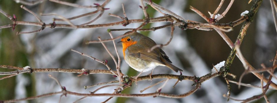 Vogelbeobachtung für Einsteiger in Koblenzer Waldökostation