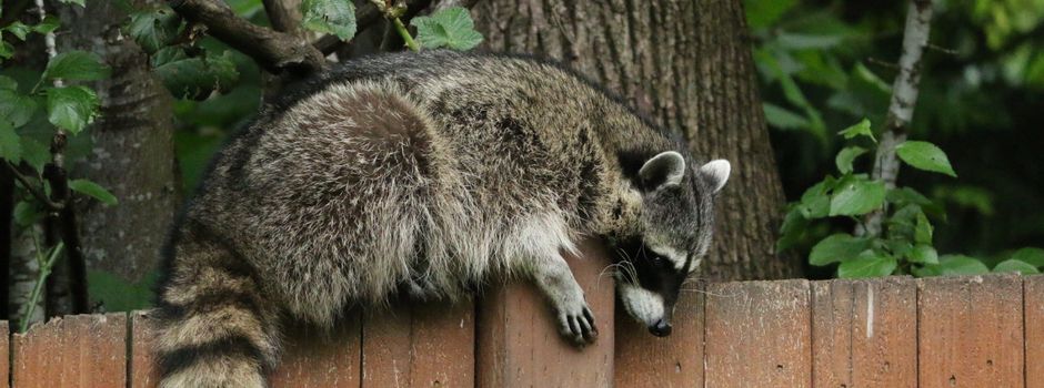 Waschbären breiten sich aus: Bolandwald‑Anwohner sollen Vorsichtsregeln beachten