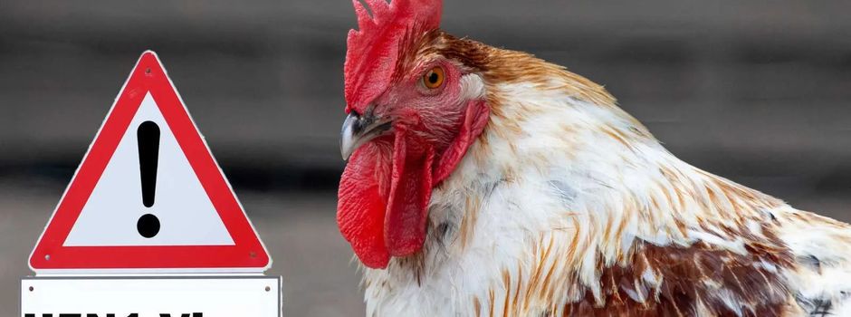 Geflügelpestverdacht im Werra-Meißner-Kreis