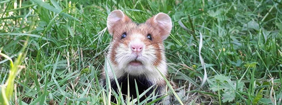 700.000 Euro für eines der meist gefährdeten Säugetiere