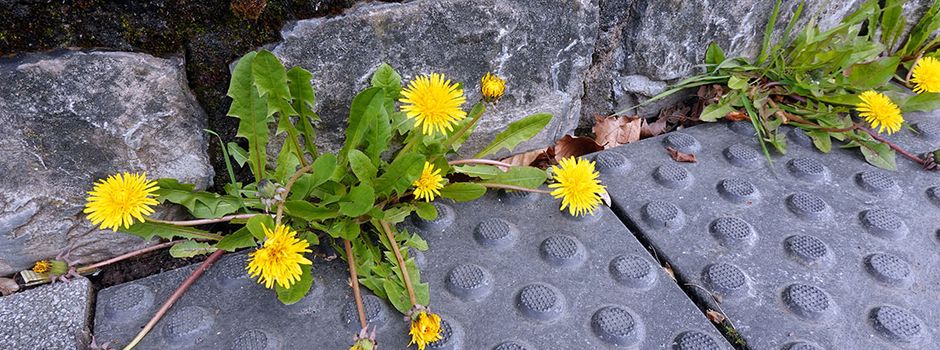 60 Minutes Nature Walk: Die Natur in Friedberg entdecken