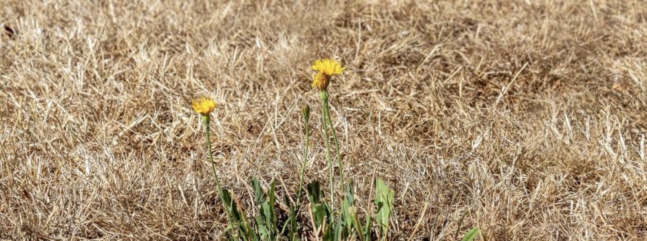 Gemeinsam vorsorgen: Bitte trockenen, hoch gewachsenen Grasbewuchs auf unbebauten Grundstücken entfernen