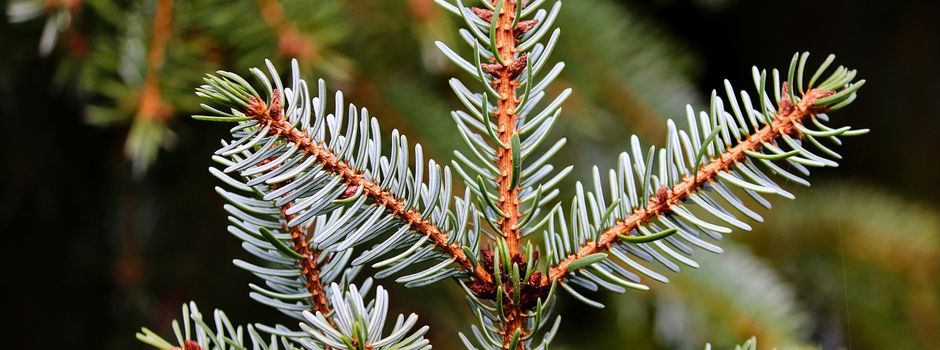 Tannenbaum am Brunnen im Niederdorf